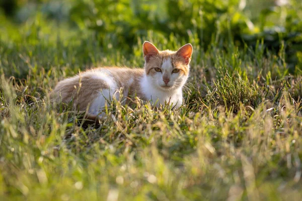 White Red Homeless Cat Lies Grass Summer Sunny Garden — Stock Photo, Image