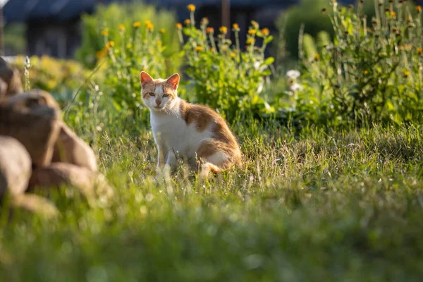 Beyaz kırmızı evsiz kedi güneşli bir yaz bahçesinde çimlerin üzerinde oturuyor.