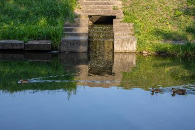 Şehir nehrinde beton kanalizasyon. Ördekler kanalizasyonun yanındaki suda yüzüyor.