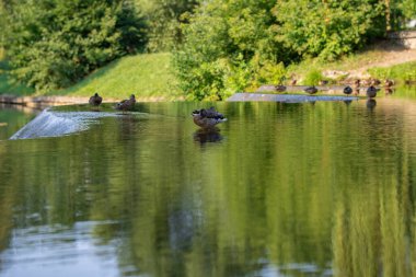 Ördekler sığ sularda dinlenir. Yaz kenti parkında bir nehrin ortasında.
