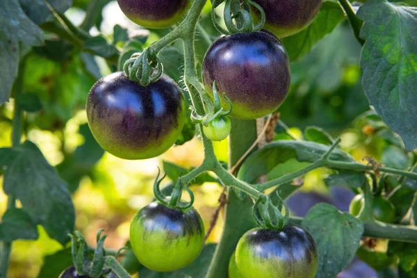 Ramo Verde Com Amadurecimento Deliciosos Tomates Pretos Suculentos — Fotografia de Stock