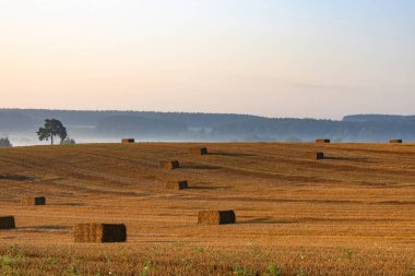 Şafakta saman balyalarıyla dolu büyük, temiz bir buğday tarlası. Tarlanın kenarında yalnız bir çam ağacı yetişiyor. Ormanlık bir vadi tarlanın ötesinde görünür..