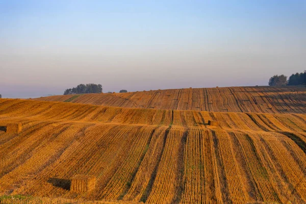 Lanskap Ladang Gandum Besar Yang Berwarna Warni Dengan Bales Jerami — Stok Foto