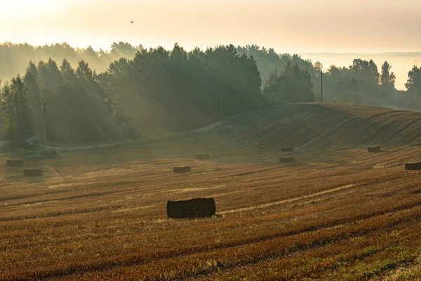日の出の田舎のカラフルな霧の風景 わらの俵とその背後に霧の森を持つ収穫された農業用小麦畑 — ストック写真