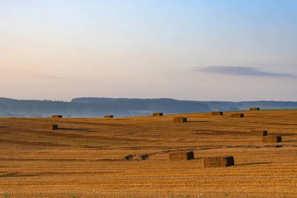 夜明けにわらの俵を持つ大規模なきれいな収穫小麦のフィールドの風景 野原の向こうには森の谷が見える — ストック写真
