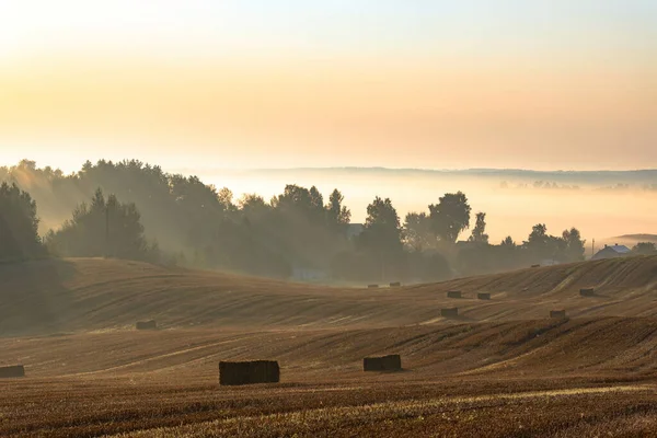日の出に地面に横たわるわらの俵を持つ大規模な自家製の農業用小麦畑の風景 朝霧国風景 — ストック写真
