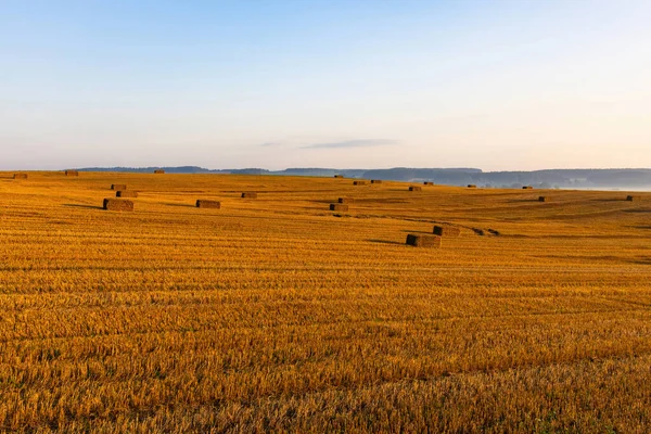 Paisaje Gran Campo Trigo Limpio Cosechado Con Fardos Paja Amanecer — Foto de Stock