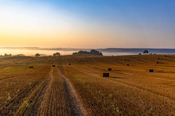 大規模な丘陵地の風景は 日の出時に麦畑を収穫した 畑の向こうには霧の多い低地と水平線への森がある — ストック写真