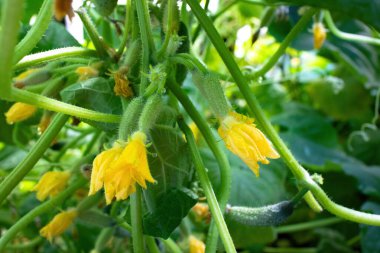 Serada bir sürü genç salatalık yumurtalığının yakın çekimi.