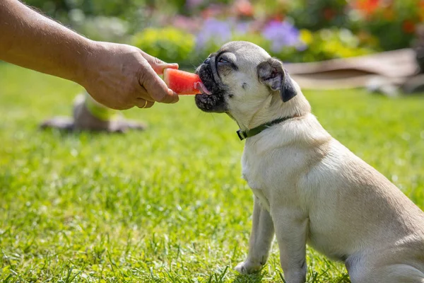 Der Besitzer Behandelt Seinen Hund Mit Einer Saftigen Wassermelone Ein — Stockfoto