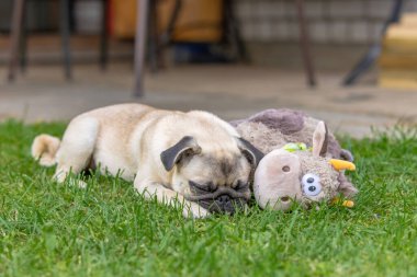 Pug arka bahçedeki en sevdiği yumuşak oyuncağının yanında uyuyor.