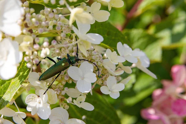 A large dark green beetle with a long mustache sits in white flowers and feasts on nectar