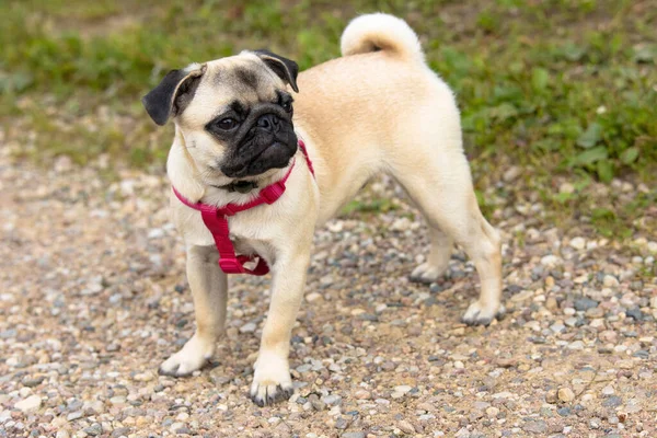 Perrito Lindo Collar Con Arneses Rojos Encuentra Camino Tierra — Foto de Stock