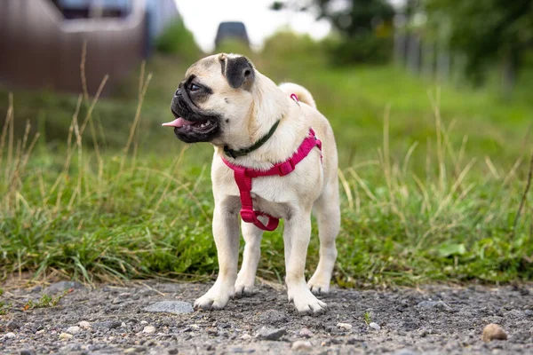 Lindo Cachorro Pug Collar Pulgas Garrapatas Con Arneses Rojos Encuentra — Foto de Stock