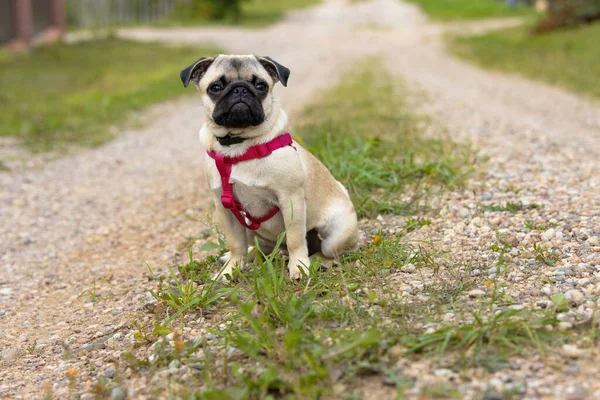 Yakalı Kırmızı Koşumlu Şirin Bir Köpek Yavrusu Toprak Bir Yolda Stok Resim