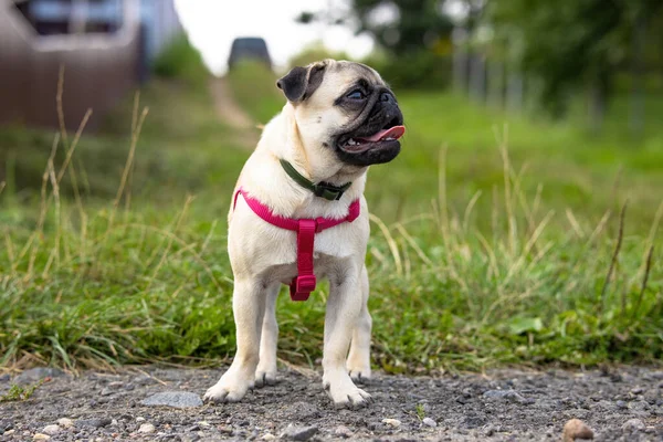 可愛いですパグ子犬でノミとダニの襟と赤いハーネス付き田舎道に立つ ストック画像