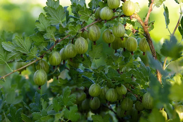 Krusbärsbuske Med Mogna Saftiga Söta Gröna Bär — Stockfoto