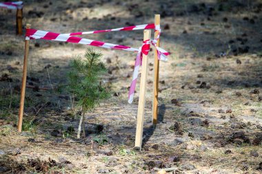 Ormandaki çam ağacı kırmızı ve beyaz uyarı bandıyla çevrili, çevresel koruma, seçici odaklanma