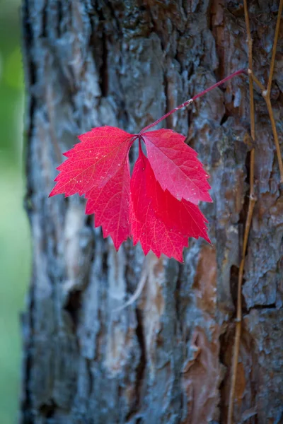 Raisins sauvages feuilles rouges sur fond d'arbre flou. Fond d'automne. Concentration sélective. — Photo
