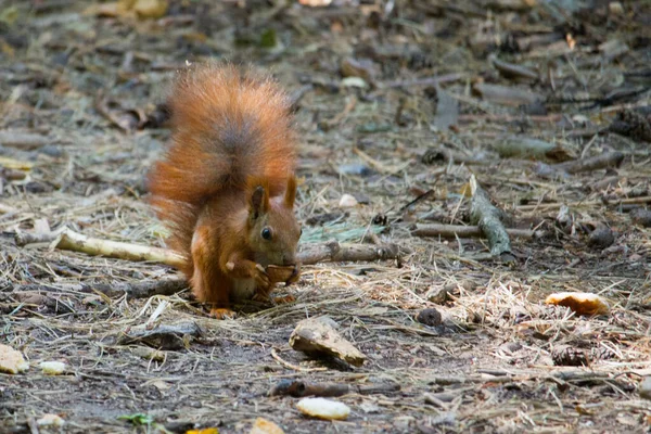 Veverka jíst vlašské ořechy, divoká veverka v lese našel jídlo, selektivní zaměření — Stock fotografie