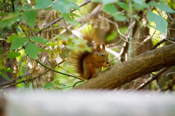 Squirrel eating walnut, wild squirrel in forest found food, selective focus — Stock Photo, Image