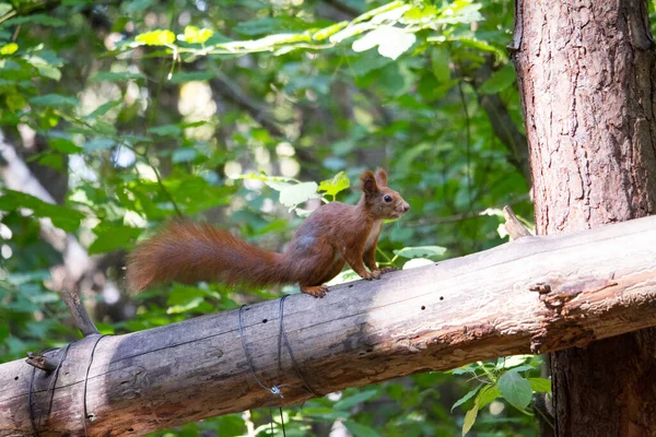 Squirrel eating walnut, wild squirrel in forest found food, selective focus — Stock Photo, Image