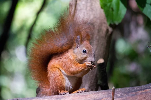 Squirrel eating walnut, wild squirrel in forest found food, selective focus — Stock Photo, Image