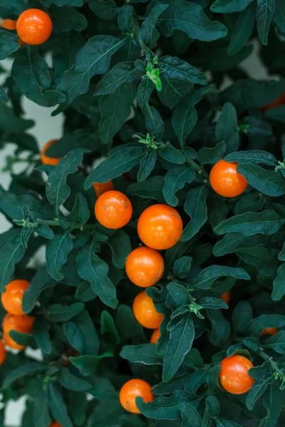 46 Madeira Winter Cherry Stock Photos Madeira Winter Cherry Images Depositphotos