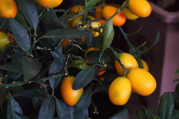 Primer plano pequeño árbol decorativo de mandarina con frutas, fondo vegetal natural. Fotos de stock