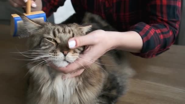 Donna pettina maine coon gatto con pennello speciale, igiene dei peli di gatto, cura domestica del gatto — Video Stock