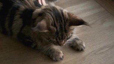 Kadın özel fırçası, kedi kılı hijyeni, ev kedisi bakımı