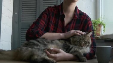 Kadın özel fırçası, kedi kılı hijyeni, ev kedisi bakımı