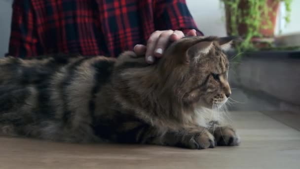 Vrouw kamt maine coon kat met speciale borstel, kat haar hygiëne, huishoudelijke kat home care — Stockvideo