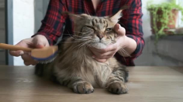 Peines de mujer maine coon cat con cepillo especial, higiene del pelo del gato, cuidado doméstico del hogar del gato — Vídeo de stock
