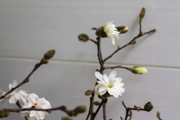 Hermosa Flor Magnolia Blanca Plena Floración Sobre Fondo Blanco Enfoque Fotos de stock libres de derechos