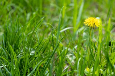 Bir çiçek açan karahindiba, yeşil tarla ve sarı karahindiba, seçici odak