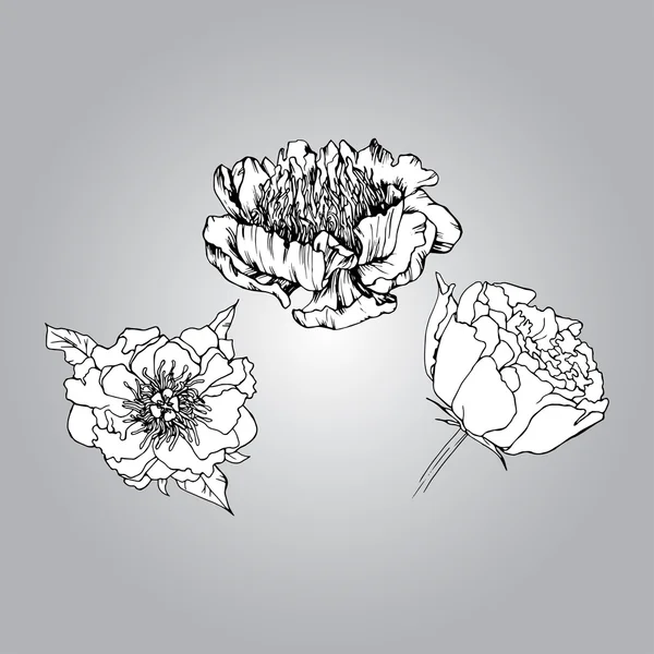 Hand gezeichnete schöne Pfingstrose Blume — Stockvektor