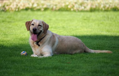 Altın Labrador topuyla çimlerin üzerinde