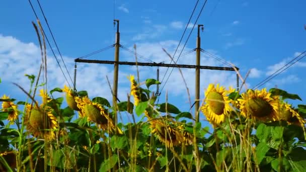 Bunga matahari di bawah kabel listrik tegangan tinggi — Stok Video