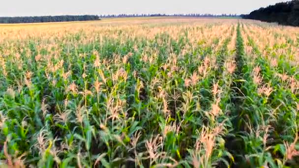 El vuelo sobre un campo de maíz — Vídeo de stock