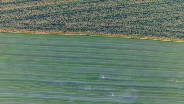 De vlucht over een veld van maïs — Stockvideo