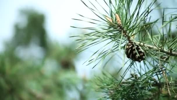 Çam kozalakları ile çam ağacının dalları — Stok video