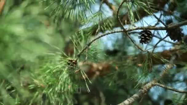 Ветви сосны с шишками — стоковое видео