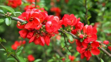 Çalılıkların üzerinde kırmızı çiçekler