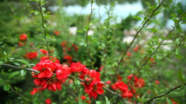 Κόκκινα λουλούδια πάνω στους θάμνους — Αρχείο Βίντεο
