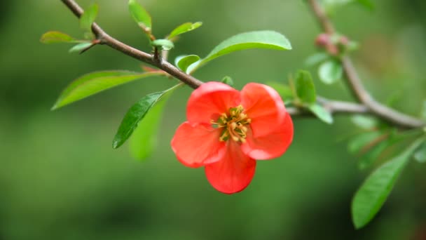 红红花朵上的灌木丛 — 图库视频影像