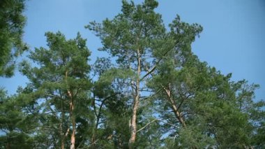 Çam dalları esinti hışırdar