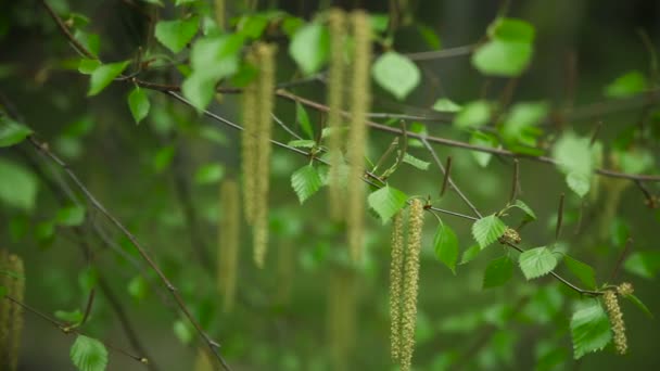 Foglie giovani alberi primavera — Video Stock