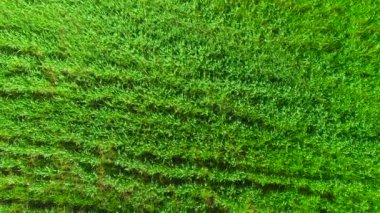 Alan çim üzerinde uçan