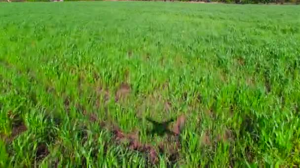 Volando sobre la hierba en el campo — Vídeos de Stock